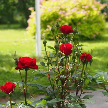 Maenni House Haapsalu